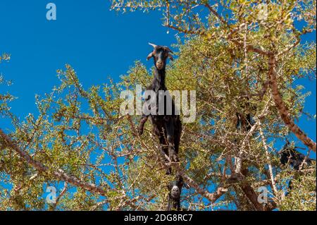 Le capre salgono sull'albero di Argan nel sud-ovest del Marocco Foto Stock