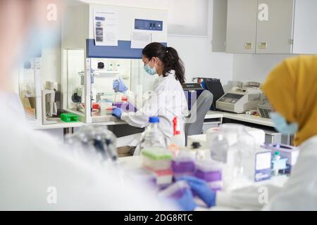 Donna scienziata in maschera facciale e guanti che lavorano in laboratorio Foto Stock