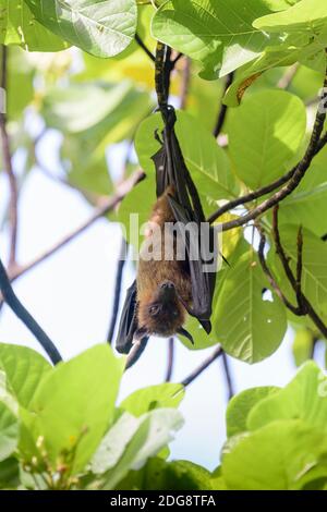 Flughund, Pteropus medius, volpe Foto Stock