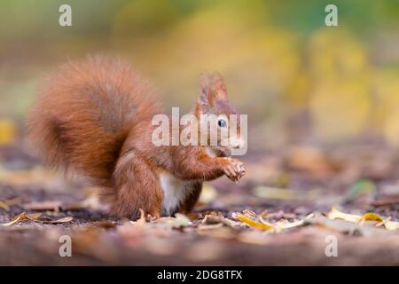 Eurasisches Eichhoernchen, Sciurus vulgaris, scoiattolo rosso eurasiatico Foto Stock