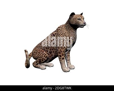 Vista frontale di Jaguar Animal, isolata su bianco, ombra - rendering 3d Foto Stock