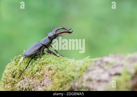 Maennlicher Hirschkaefer, Lucanus cervi, maschio Stag beetle Foto Stock