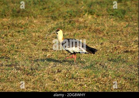 Buff Necked Ibis, theristius caudato, Adulti a piedi su Grass, Los Lianos in Venezuela Foto Stock