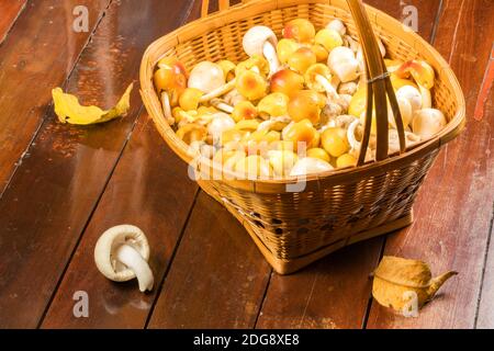 Amanita sp. Fungo in un cesto di bambù Foto Stock