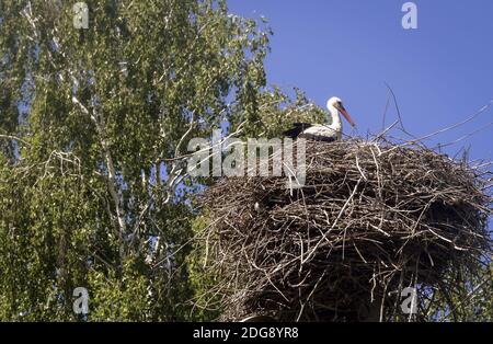 Nel nido vicino alla betulla siede cicogna. Foto Stock