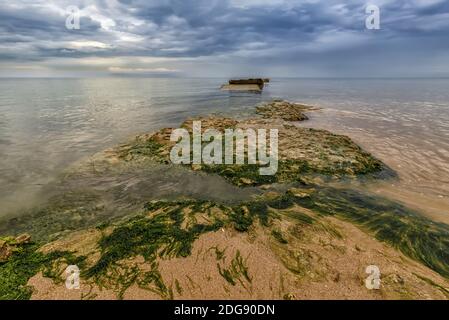 Muschio di mare Foto Stock
