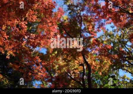 Astratto in foglia d'acero rosso d'autunno giapponese su una foresta verde fresca e su un cielo blu di fondo, immagine naturale Foto Stock