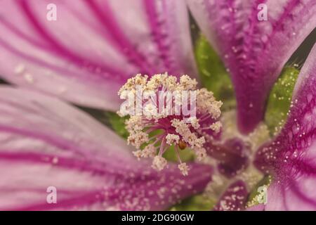 Macro anatomia fiori. Foto Stock