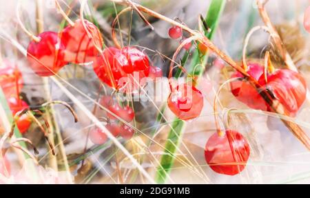 Bacche mature può il giglio della valle in autunno. Foto Stock