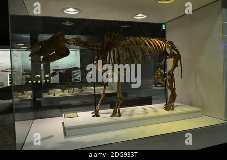 Vista interna del Museo Senckenberg di Francoforte Foto Stock