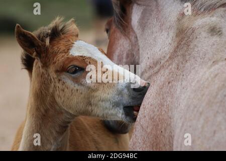 Un nemico selvaggio del cavallo nella nuova foresta grooms la relativa madre, la bocca aperta e i denti sull'esposizione mentre moriscono l'uno contro l'altro pelliccia per rimuovere i parassiti. Foto Stock