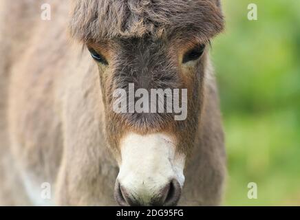 Un adorabile giovane asino foal gazes sonnolento verso il terreno mentre il vento delicato gioca con la sua morbida pelliccia marrone. Foto Stock