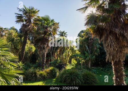 Il giardino di palme del giardino botanico di Ventnor, Isola di Wight Foto Stock