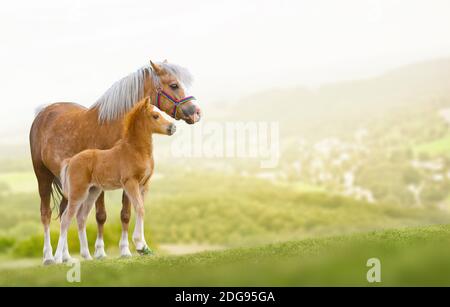 Ponies gallesi mare e foal sulla natura Foto Stock