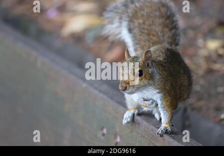 Un simpatico scoiattolo grigio si erge sullo schienale in legno di una panca di un parco e graffia il petto mentre si guarda verso la macchina fotografica in speranza di cibo. Foto Stock