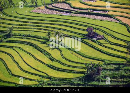 Reisfelder und Reisterassen im Süden von Bali, Indonesien Foto Stock