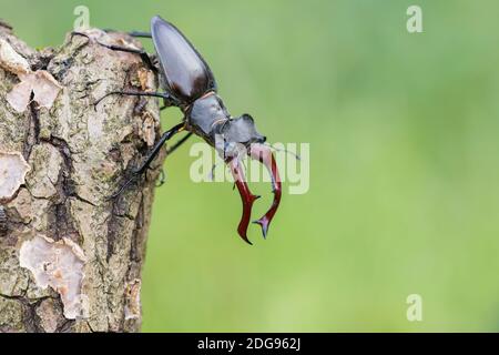 Maennlicher Hirschkaefer, Lucanus cervi, maschio Stag beetle Foto Stock