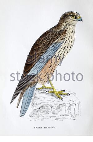 Marsh Harrier (Circus aeruginosus) illustrazione d'annata, da UNA storia di uccelli britannici dal Rev. Francis Orpen Morris, pubblicato in c1850 Foto Stock