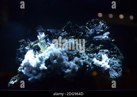 Vista interna del Museo Senckenberg di Francoforte Foto Stock