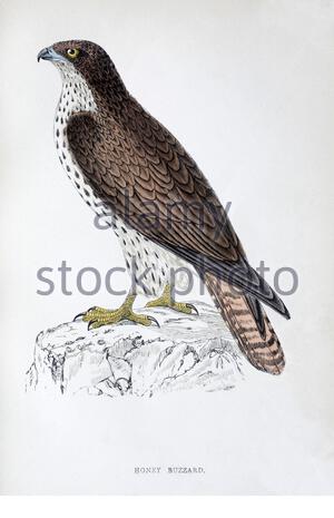 Honey Buzzard (Pernis apivorus), illustrazione d'annata, da UNA storia degli uccelli britannici dal Rev. Francis Orpen Morris, pubblicato in c1850 Foto Stock