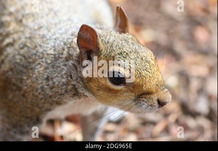 Un primo piano di un adorabile scoiattoli grigio perky orecchie, naso piccolo e lunghi whisker su uno sfondo di foglie marroni cadute. Foto Stock