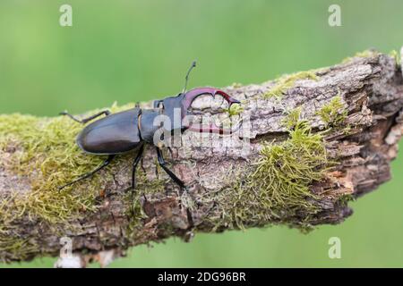 Maennlicher Hirschkaefer, Lucanus cervi, maschio Stag beetle Foto Stock
