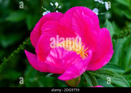 Peony 'Honor' (paeonia) un fiore giallo rosa primavera estate che è un'immagine di riserva di pianta erbacea perenne fiorente primaverile Foto Stock