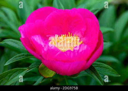 Peony 'Honor' (paeonia) un fiore giallo rosa primavera estate che è un'immagine di riserva di pianta erbacea perenne fiorente primaverile Foto Stock