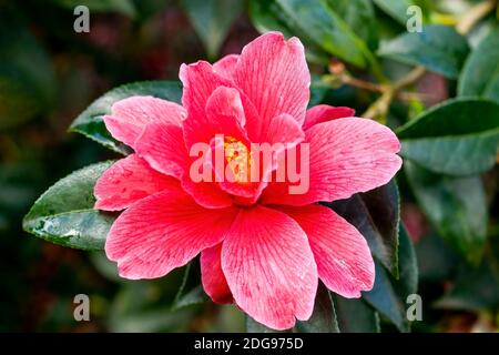 Camellia x Williamsii "Freedom Bell" pianta arbusto estiva primaverile con un'immagine di colore rosso fiore d'inverno primaverile Foto Stock