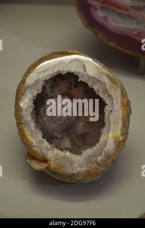 Vista interna del Museo Senckenberg di Francoforte Foto Stock