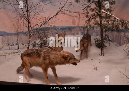 Vista interna del Museo Senckenberg di Francoforte Foto Stock