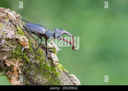 Maennlicher Hirschkaefer, Lucanus cervi, maschio Stag beetle Foto Stock