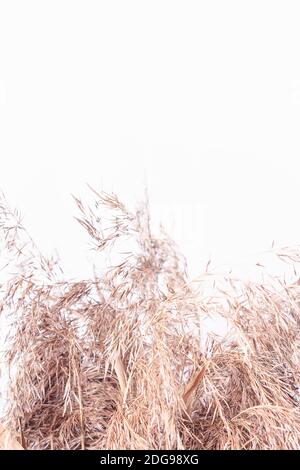 Pampas erba secca. Spazio di copia. Primo piano. Fiori secchi morbidi e sorprendenti all'interno della casa. Erba soffusa contro la parete astratta leggera. Foto Stock