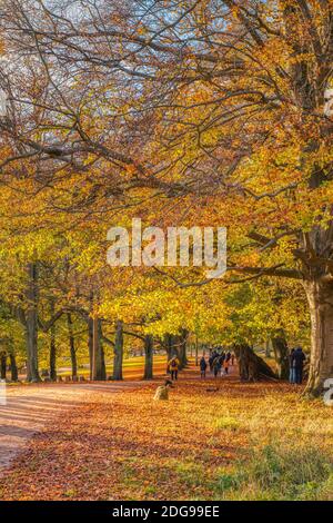 Fogliame giallo colorato con persone che camminano su un sentiero o un sentiero attraverso la vegetazione del parco in autunno. La gente cammina tra le foglie arancioni morte in autunno Foto Stock