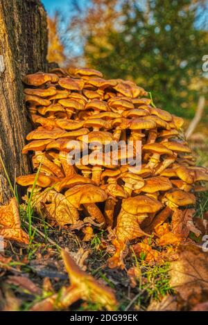 Closeup autunnale di un grappolo fungino di fungo tossico arancione. Mazzo di fungo velenoso Jack o Lanterna (Omphalotus Olearius) accanto a un ceppo di alberi morti Foto Stock