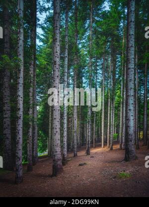 Sentiero montano all'interno di una foresta di abeti d'argento nel parco naturale di Orecchiella. Appennini in Garfagnana, Toscana, Italia. Europa Foto Stock