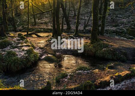 Nel tardo pomeriggio luce del sole mentre il fiume Fowey scorre lungo Golitha Falls nello storico e antico bosco Draynes Wood in Cornovaglia. Foto Stock