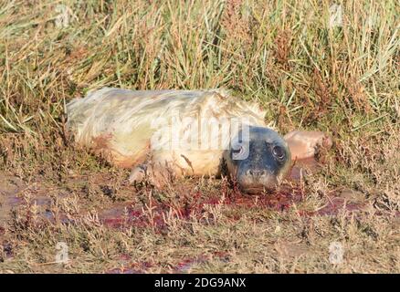 Foca pup di nuova nascita, Donna Nook, Lincolnshire Foto Stock