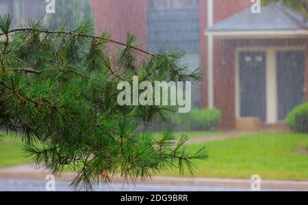 Pioggia pesante in albero durante la pioggia. Un forte vento gusto in città. Foto Stock