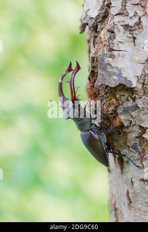 Maennlicher Hirschkaefer, Lucanus cervi, maschio Stag beetle Foto Stock
