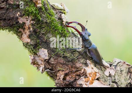 Maennlicher Hirschkaefer, Lucanus cervi, maschio Stag beetle Foto Stock