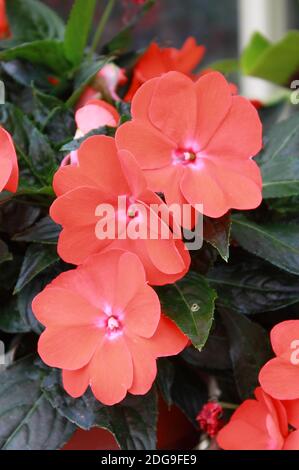 Variopinto letto fiorito di Busy Lizzie, nome scientifico Impatiens walleriana Foto Stock