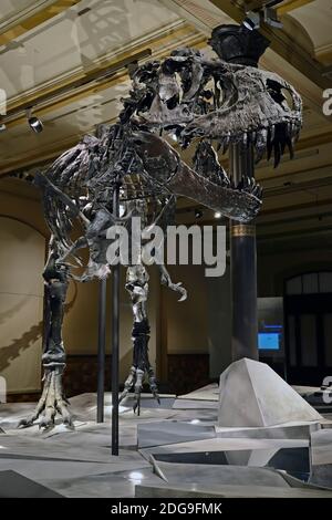 Das weltweit einmalige Skelett des (Tyrannosaurus rex, T. rex)Tristan - Otto, Schädel, Naturkundemuseum, Museum für Naturkunde, Berlino Foto Stock