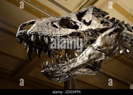 Das weltweit einmalige Skelett des (Tyrannosaurus rex, T. rex)Tristan - Otto, Schädel, Naturkundemuseum, Museum für Naturkunde, Berlino Foto Stock
