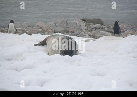 Un adorabile sigillo Weddell addormentato sulla neve con pinguini sullo sfondo Foto Stock