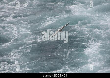 Un petrel tempesta che sorvola il mare tempestoso Foto Stock