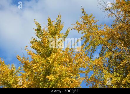 Ginkgo biloba si trasforma in giallo sotto il cielo blu nuvoloso dentro pomeriggio soleggiato Foto Stock