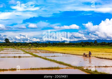 Agricoltori thailandesi che lavorano nel campo dei risaie Foto Stock