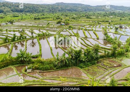 Riso giovane che cresce su terrazze. Paesaggio rurale. Tabanan, Bali, Indonesia. Foto Stock