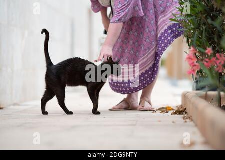 Bel gatto nero vagato che viene stromato dal turista femminile sul marciapiede nel centro della città di Port de Soller, Maiorca Foto Stock